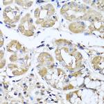 IL-29 Antibody in Immunohistochemistry (Paraffin) (IHC (P))