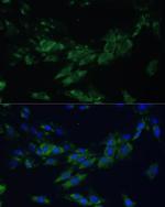 EphA4 Polyclonal Antibody