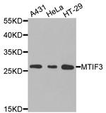 MTIF3 Polyclonal Antibody