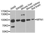 MFN1 Polyclonal Antibody