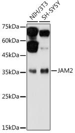 JAM2 Polyclonal Antibody