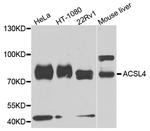 ACSL4 Polyclonal Antibody