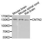 Contactin 2 Polyclonal Antibody