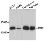 DDT Polyclonal Antibody