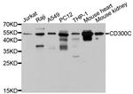 CD300c Polyclonal Antibody