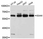 ESAM Antibody in Western Blot (WB)