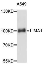 EPLIN Polyclonal Antibody