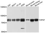 SPG7 Polyclonal Antibody