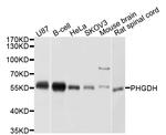PHGDH Antibody in Western Blot (WB)