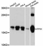 PPIH Polyclonal Antibody