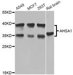 AHA1 Polyclonal Antibody