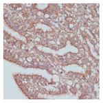 MOB4 Polyclonal Antibody