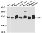 MOB4 Antibody in Western Blot (WB)