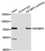 IGF2BP3 Antibody in Immunoprecipitation (IP)