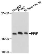 Cyclophilin F Polyclonal Antibody