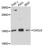 CXCL9 (MIG) Polyclonal Antibody
