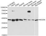 NGDN Polyclonal Antibody