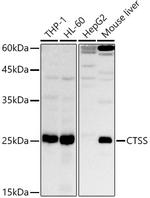 Cathepsin S Polyclonal Antibody