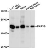 PARVB Polyclonal Antibody