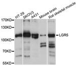 LGR5 Polyclonal Antibody