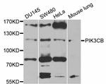 PIK3CB Antibody in Western Blot (WB)