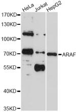 A-Raf Polyclonal Antibody