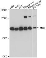 LMO2 Polyclonal Antibody