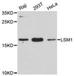 LSM1 Antibody in Western Blot (WB)