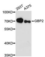 GBP2 Antibody in Western Blot (WB)