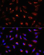 GCSH Polyclonal Antibody