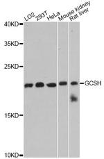 GCSH Antibody in Western Blot (WB)