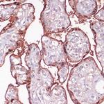 S100P Antibody in Immunohistochemistry (Paraffin) (IHC (P))