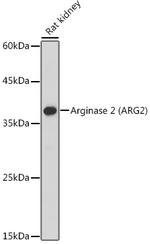 Arginase 2 Polyclonal Antibody
