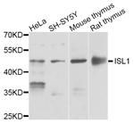 ISL1 Polyclonal Antibody