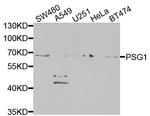 PSG1 Antibody in Western Blot (WB)