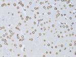 Lamin B2 Antibody in Immunohistochemistry (Paraffin) (IHC (P))