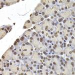 Lamin B2 Antibody in Immunohistochemistry (Paraffin) (IHC (P))