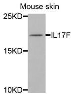 IL-17F Polyclonal Antibody