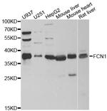 FCN1 Polyclonal Antibody