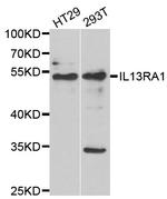 IL13RA1 Polyclonal Antibody