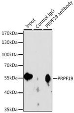 PRP19 Antibody in Immunoprecipitation (IP)