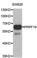 PRP19 Antibody in Western Blot (WB)