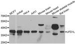 UFD1L Antibody in Western Blot (WB)