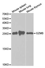 Granzyme B Antibody in Western Blot (WB)