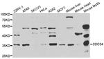 Cdc34 Antibody in Western Blot (WB)