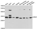 SNAIL Antibody in Western Blot (WB)