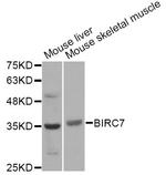 Livin Antibody in Western Blot (WB)