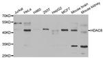 HDAC8 Polyclonal Antibody