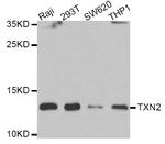 Thioredoxin 2 Polyclonal Antibody