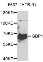 GBP1 Polyclonal Antibody